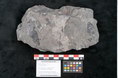 Foto (Objekt + Etikett) von Taeniopteris vittata  (NHMW-GEO-2024-0188-10607)